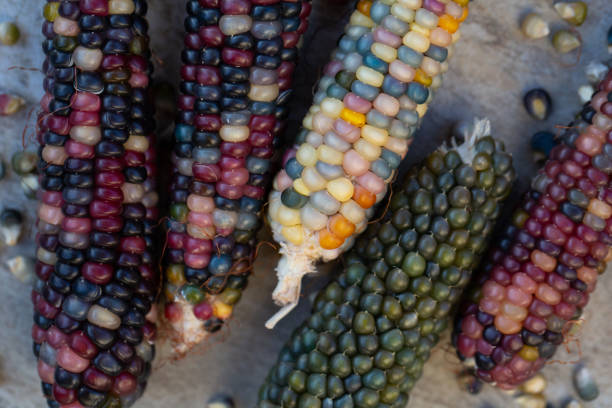istock Heirloom Glass Gem sweetcorn from native America. Multicoloured corn on the cob. 1369095383