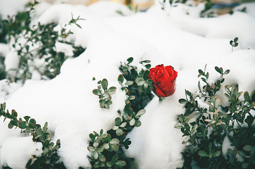 The Rose In Snow For Valentine's Day