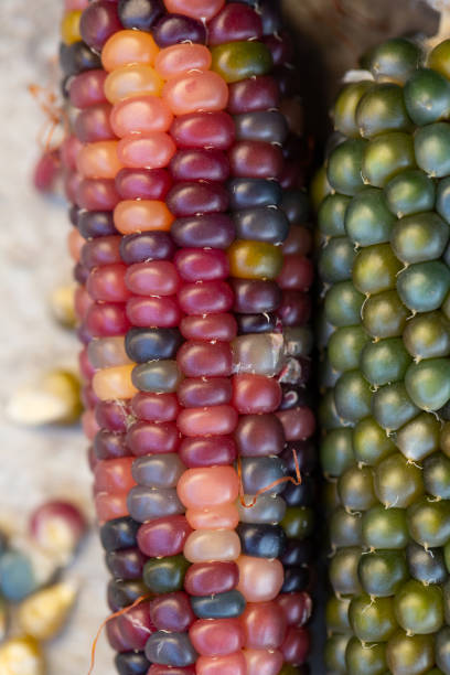 istock Heirloom Glass Gem sweetcorn from native America. Multicoloured corn on the cob. 1369095589