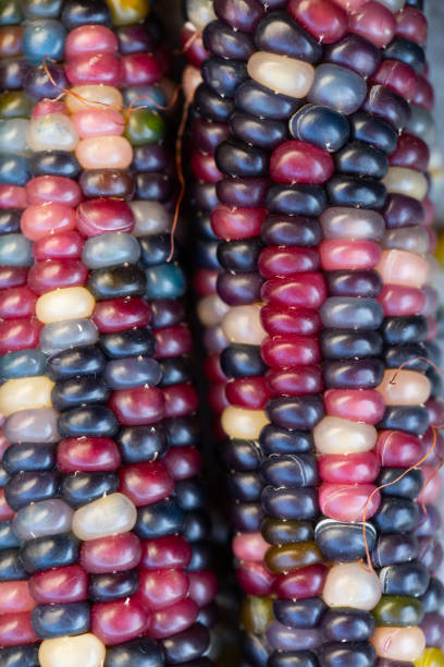 istock Heirloom Glass Gem sweetcorn from native America. Multicoloured corn on the cob. 1369095603
