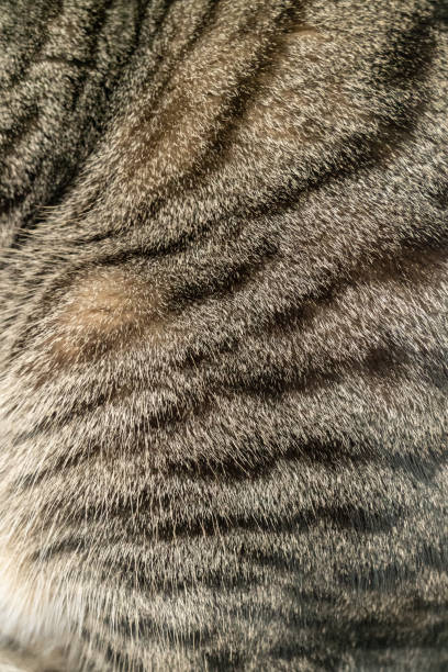 istock Tabby cat fur close up 1369095774
