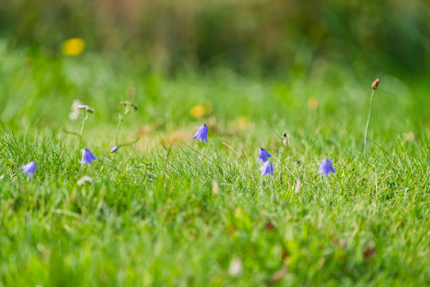 A Campanula cochleariifolia, Campanula cochlearifolia in autumn in alps