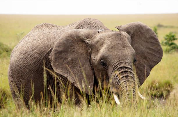 Elephant in Masai Mara. The national reserve is a protected savannah area in southwestern Kenya, along the border with Tanzania.