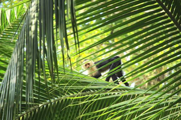 The Panamanian white-faced capuchin (Cebus imitator), also known as the Panamanian white-headed capuchin or Central American white-faced capuchin, is a medium-sized New World monkey of the family Cebidae, subfamily Cebinae. Native to the forests of Central America, the white-faced capuchin is important to rainforest ecology for its role in dispersing seeds and pollen.