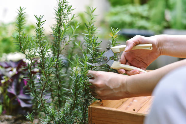 istock Woman cutting rosemary herb branches by scissors, Hand picking aromatic spice from vegetable home garden. 1369096961