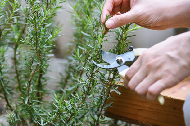 istock Woman cutting rosemary herb branches by scissors, Hand picking aromatic spice from vegetable home garden. 1369096962