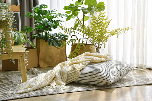 Pillow and soft blanket in relaxing space, Comfort living room with warm and cozy natural light, Artificial plant, Indoor tropical houseplant for home interior and air purification.