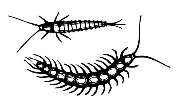 Vector illustration of Centipede Insect Vector Drawing. Black and white detailed sketch of millipede. Hand drawn engraving illustration of woodlice and silverfish. Pest insect isolated on a white background.