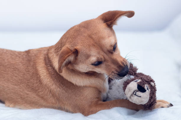 istock Mixed-breed dog playing with stuffed toy 1369098911