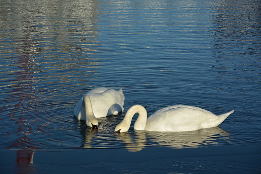 Two swans dipping their heads into  calm blue lake