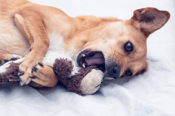 Dog lying on white bed playing with stuffed toy with open mouth