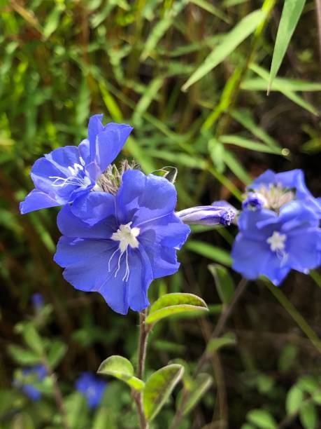 istock little harendong flower 1369098948