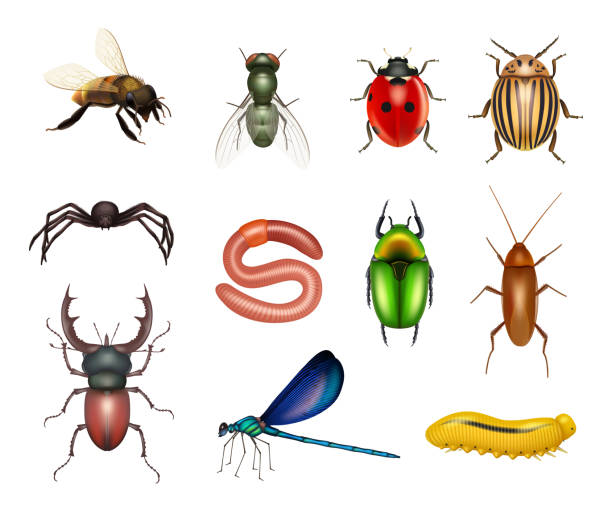 istock Insects. Realistic flies dragonflies ants insect pests larvae butterflies decent vector colored pictures of scarab or beetles bugs 1369099613