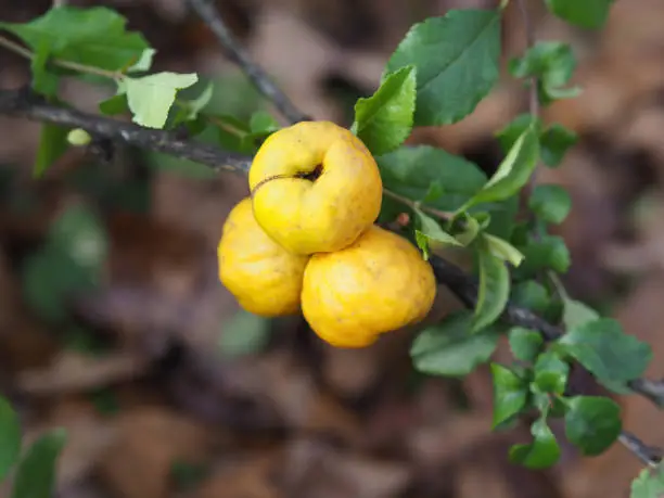 Ripe yellow fruit of the shrub Chaenomeles japonica in the autumn garden  closeup. Seasonal autumn quince crop with vitamin C and sour taste. Gardening and cultivation of useful plant
