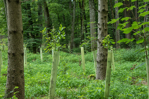 oak seedlings in a forest with plastic tubes around the trunks