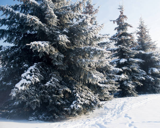 istock Fir tree in frosty winter, snowy 1369102706