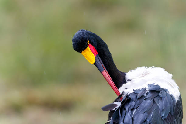 마사이 마라 국립 보호구역의 안장 청구 황새의 초상화 - saddle billed stork 뉴스 사진 이미지