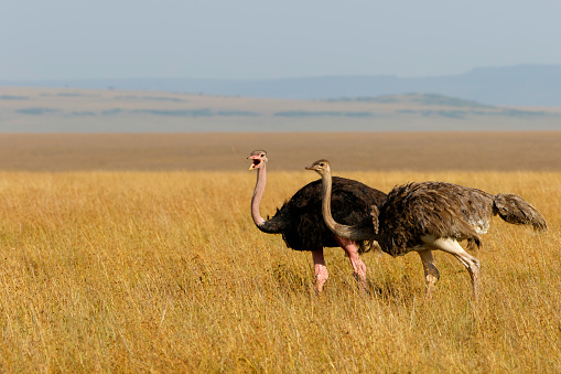 Ostrich (Struthio camelus) male trying to impress the famales on the plains of the Masai Mara National Reserve, Kenya
