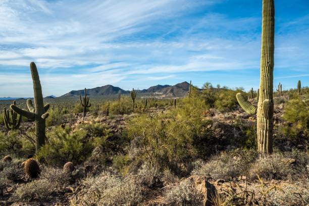 istock An overlooking view of nature in Mesa, Arizona 1369103403