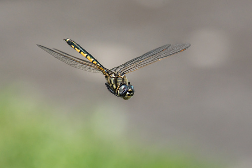 Picture of a dragonflyskimming across the waters of the pond.
