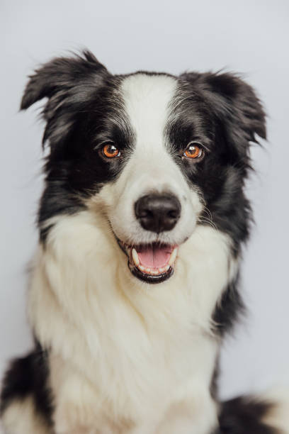 Cute puppy dog border collie with funny face isolated on white background. Cute pet dog. Pet animal life concept Cute puppy dog border collie with funny face isolated on white background. Cute pet dog. Pet animal life concept border collie puppies stock pictures, royalty-free photos & images