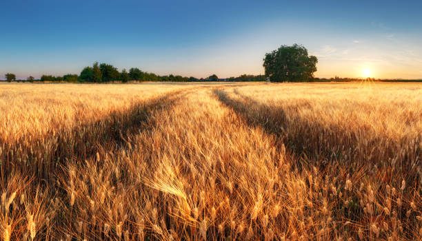 istock Golden wheat field landscape sunset 1369105444