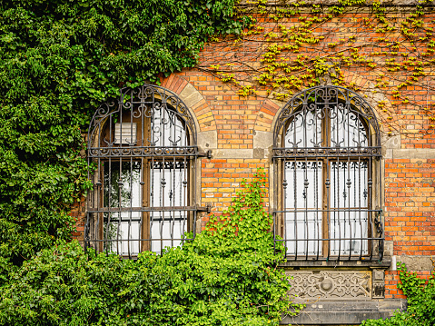 two windows on a red brick wall covered with ivy, facade of a building covered with ivy