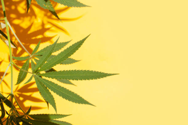 istock Hemp leaves and shadows on a yellow background. Legalization concept 1369105659