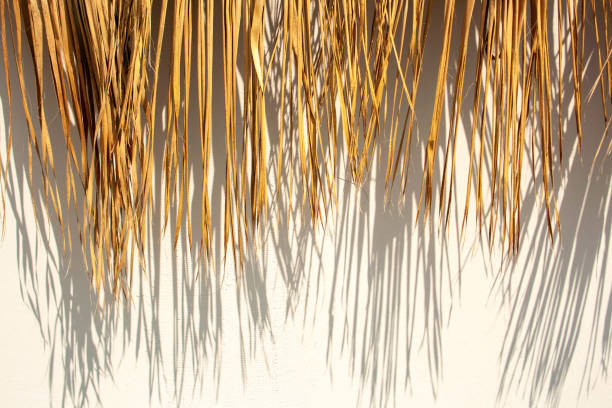 istock Dried palm leaves with contrasting shadows on white background. Summer bungalow decor 1369105675