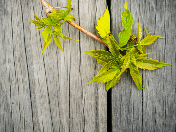 istock Old wooden background with green leaves, top view, copy space. Spring grape twig with green leaves on shabby background, flat lay, copy space 1369105694