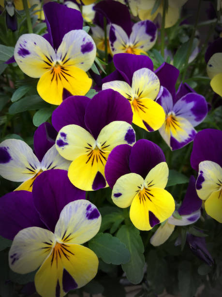 yellow and purple viola flowers - fresh cut flowers imagens e fotografias de stock