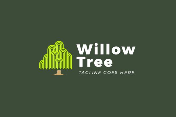 icon design Simple Minimalist Willow Template willow tree stock illustrations