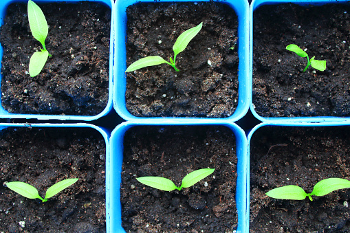 Peppers in pots. Seedlings. Close-up. View from above. Background.