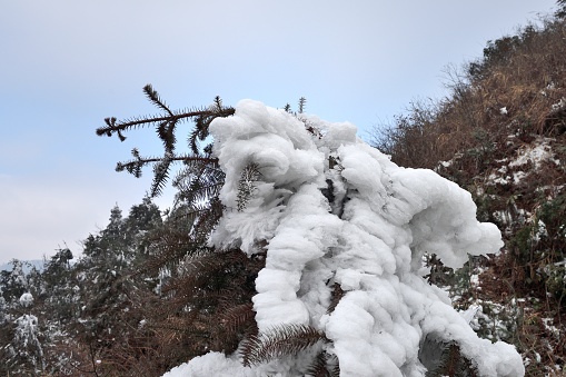 Rime,low temperature water vapor in the air directly condensation, Or a milky deposit of ice crystals that supercooled droplets freeze directly on objects, is a very rare natural wonder.  
In the mountains of Chetian Township,Ziyuan County,Guilin,China,
Because of its special topography,Every winter,will form a large area of rime, very spectacular,white transparent rime is one of the most beautiful scenery in winter.It is a natural place to visit.