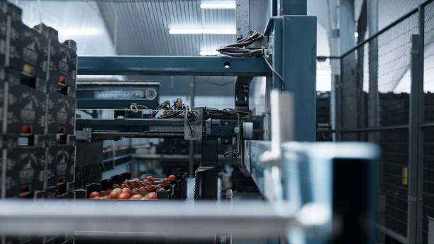 istock Factory tomato transporting machine moving cardboard boxes at manufacture 1369108686
