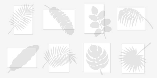 Transparent overlay shadow of palm leaves Tropical leaves shadow set, transparent overlay silhouettes. Vector palm branches for summer design, tropic resort or tour advertising, organic product package decoration, leaflet and cover mockup. areca palm tree stock illustrations