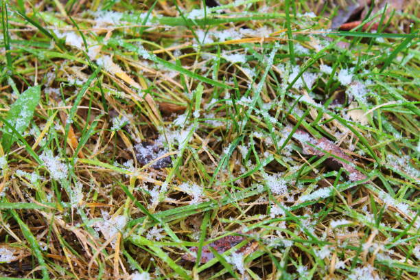 istock The first snow lying on the green grass. Close-up. Background. 1369109540