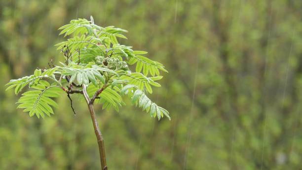 istock Rain drops on moist leaves in spring forest. Droplets on wet green trees foliage 1369109799