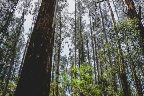 istock View into the treetop in the rainforest. 1369110225