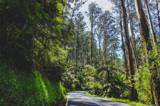 istock A road through a rainforest in Australia. 1369110824