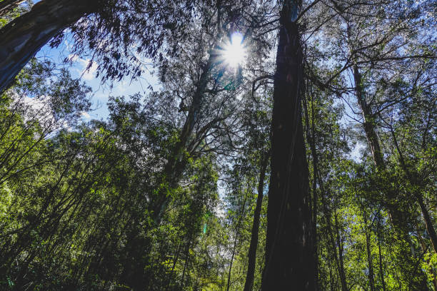 istock View into the treetop in the rainforest. 1369110984