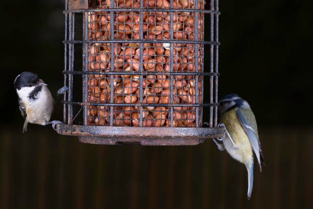 Peanut-filled bird feeder with a Blue Tit and a Coal Tit sharing it. Focus on Coal Tit.