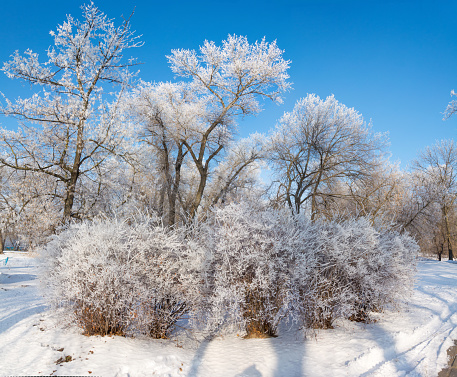 winter landscape, trees in the frost . the image is made up of many photos