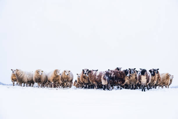 istock Sheep in a snow covered meadow in a winter landscape 1369112644