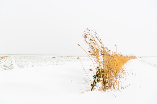 Natural winter landscape, background photo with dry reed in white snow and ice on a cold cloudy day