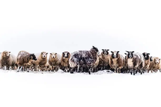 Photo of Sheep in a snow covered meadow in a winter landscape