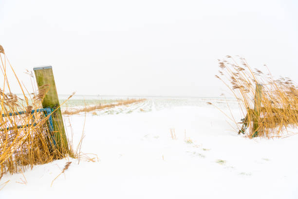 Yellow reed in a snowy winter landscape in the IJsseldelta region near Kampen in Overijssel during an overcast winter day.