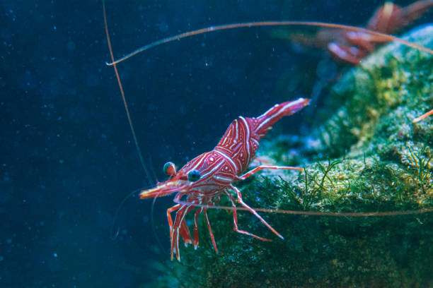 rhynchocinetes durbanensis rhynchocinetes durbanensis , Hingebeak Shrimp rhynchocinetes durbanensis stock pictures, royalty-free photos & images
