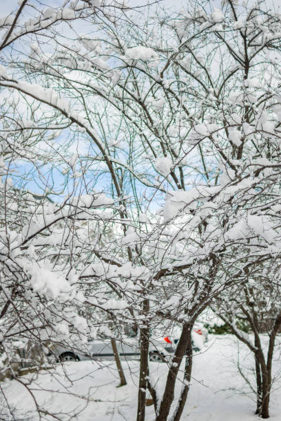 istock Beautiful winter park, trees covered with snow 1369112847