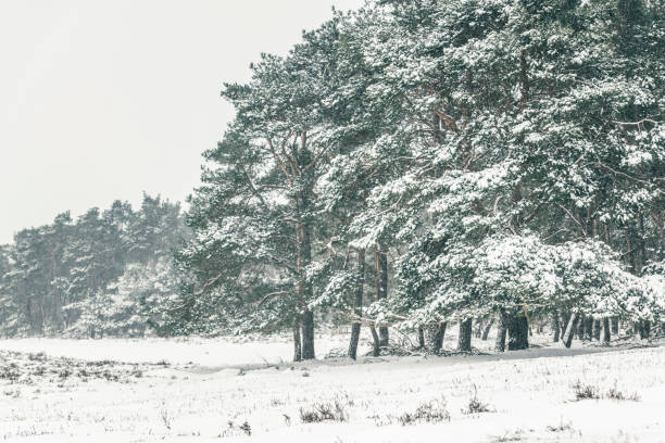 Snowy winter forest during a cold winter day with fresh snowfall at the Veluwe in Gelderland, The Netherlands.